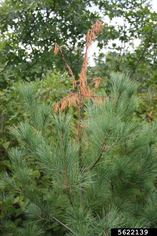 Brown needles at the top of a Christmas tree.